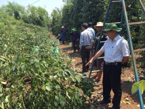 Mưa kèm theo gió lốc tiếp tục làm thiệt hại tài sản, cây trồng trên địa bàn huyện Lộc Ninh